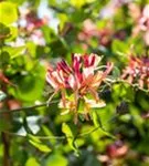 Geißschlinge 'Goldflame' - Lonicera heckrottii 'Goldflame'