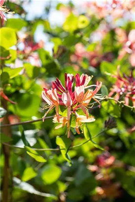 Geißschlinge 'Goldflame' - Lonicera heckrottii 'Goldflame'