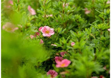 Potentilla nepalensis 'Miss Willmott' - Garten-Fingerkraut