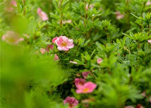 Garten-Fingerkraut - Potentilla nepalensis 'Miss Willmott'