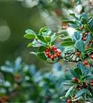 Fruchtende Stechpalme - Ilex aquif.'J.C.van Tol'