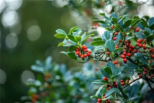 Fruchtende Stechpalme - Ilex aquif.'J.C.van Tol'