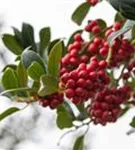 Fruchtende Stechpalme - Ilex aquif.'J.C.van Tol'