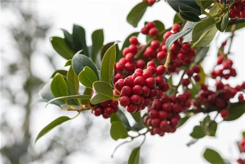 Fruchtende Stechpalme - Ilex aquif.'J.C.van Tol'