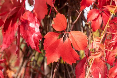 Mauerwein 'Engelmannii' - Parthenocissus quinquefolia 'Engelmannii'