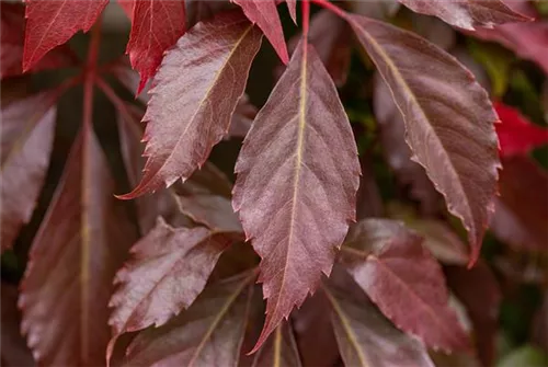 Mauerwein 'Engelmannii' - Parthenocissus quinquefolia 'Engelmannii'