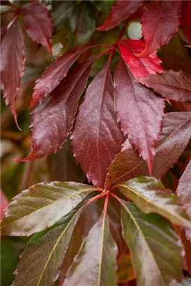 Mauerwein 'Engelmannii' - Parthenocissus quinquefolia 'Engelmannii'