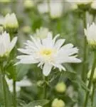 Großblumige Garten-Margerite - Leucanthemum x superb.'Christine Hagemann'