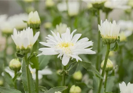 Leucanthemum x superb.'Christine Hagemann' - Großblumige Garten-Margerite