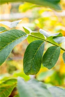 Echte Walnuss - Juglans regia - Baum