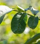 Echte Walnuss - Juglans regia - Baum