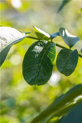 Echte Walnuss - Juglans regia - Baum