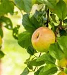 Apfel 'Roter Berlepsch' mittel - Malus 'Roter Berlepsch' CAC