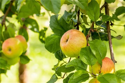 Apfel 'Roter Berlepsch' mittel - Malus 'Roter Berlepsch' CAC