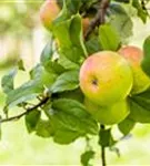 Apfel 'Roter Berlepsch' mittel - Malus 'Roter Berlepsch' CAC