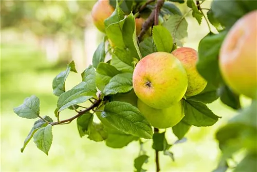 Apfel 'Roter Berlepsch' mittel - Malus 'Roter Berlepsch' CAC