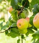 Apfel 'Roter Berlepsch' mittel - Malus 'Roter Berlepsch' CAC