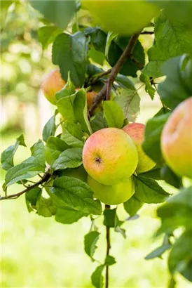 Apfel 'Roter Berlepsch' mittel - Malus 'Roter Berlepsch' CAC