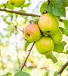 Apfel 'Roter Berlepsch' mittel - Malus 'Roter Berlepsch' CAC