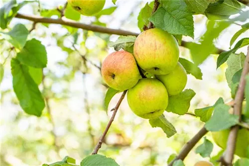 Apfel 'Roter Berlepsch' mittel - Malus 'Roter Berlepsch' CAC