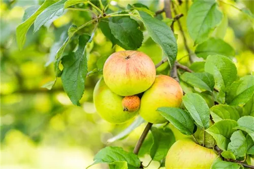 Apfel 'Roter Berlepsch' mittel - Malus 'Roter Berlepsch' CAC