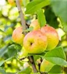 Apfel 'Roter Berlepsch' mittel - Malus 'Roter Berlepsch' CAC