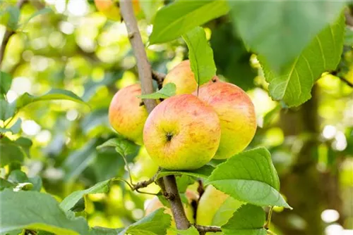 Apfel 'Roter Berlepsch' mittel - Malus 'Roter Berlepsch' CAC