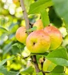 Apfel 'Roter Berlepsch' mittel - Malus 'Roter Berlepsch' CAC