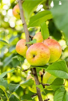 Apfel 'Roter Berlepsch' mittel - Malus 'Roter Berlepsch' CAC