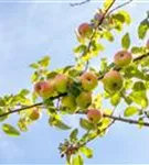 Apfel 'Roter Berlepsch' mittel - Malus 'Roter Berlepsch' CAC