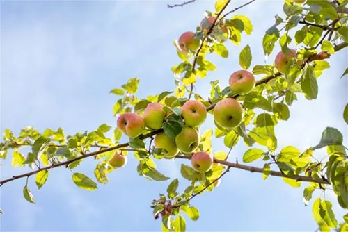 Apfel 'Roter Berlepsch' mittel - Malus 'Roter Berlepsch' CAC