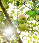 Apfel 'Roter Berlepsch' mittel - Malus 'Roter Berlepsch' CAC