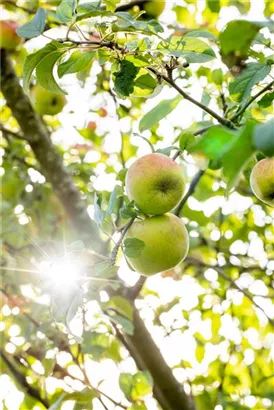 Apfel 'Roter Berlepsch' mittel - Malus 'Roter Berlepsch' CAC