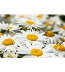 Großblumige Garten-Margerite - Leucanthemum x superb.'Polaris', gen.