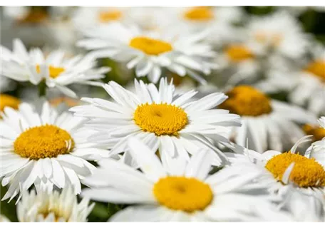 Leucanthemum x superb.'Polaris', gen. - Großblumige Garten-Margerite