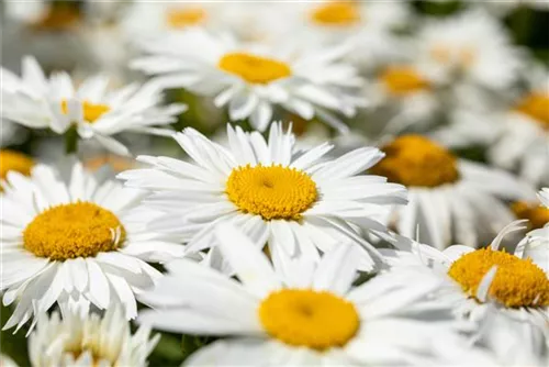 Großblumige Garten-Margerite - Leucanthemum x superb.'Polaris', gen.