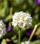 Kugelige Garten-Schlüsselblume - Primula denticulata 'Alba'