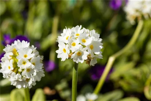 Kugelige Garten-Schlüsselblume - Primula denticulata 'Alba'