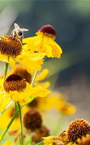 Helenium bigelovii 'The Bishop'