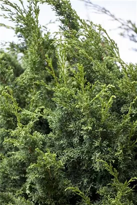 Zypressenwacholder 'Keteleeri' - Juniperus chin.'Keteleeri'