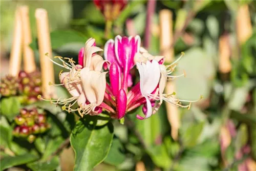 Wald-Geißschlinge - Lonicera periclymenum