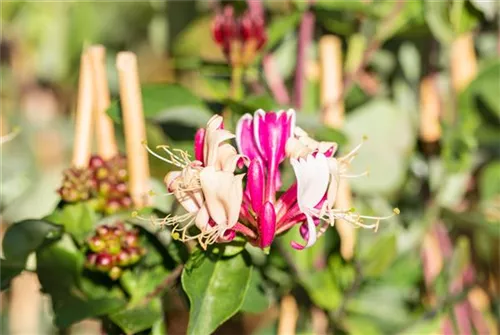 Wald-Geißschlinge - Lonicera periclymenum