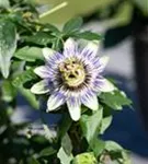 Blaue Passionsblume - Passiflora caerulea