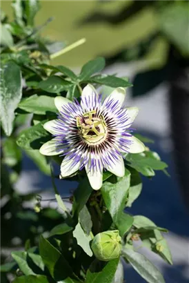 Blaue Passionsblume - Passiflora caerulea