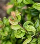 Lavendelheide 'Curly Red' -R- - Leucothoe axillaris 'Curly Red' -R-