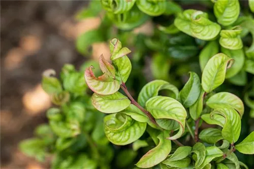 Lavendelheide 'Curly Red' -R- - Leucothoe axillaris 'Curly Red' -R-