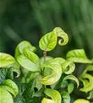 Lavendelheide 'Curly Red' -R- - Leucothoe axillaris 'Curly Red' -R-