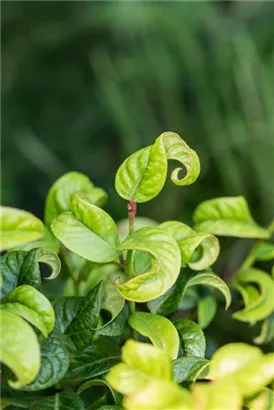 Lavendelheide 'Curly Red' -R- - Leucothoe axillaris 'Curly Red' -R-