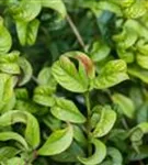 Lavendelheide 'Curly Red' -R- - Leucothoe axillaris 'Curly Red' -R-