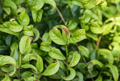 Lavendelheide 'Curly Red' -R- - Leucothoe axillaris 'Curly Red' -R-